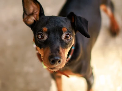 Zwergpinscher