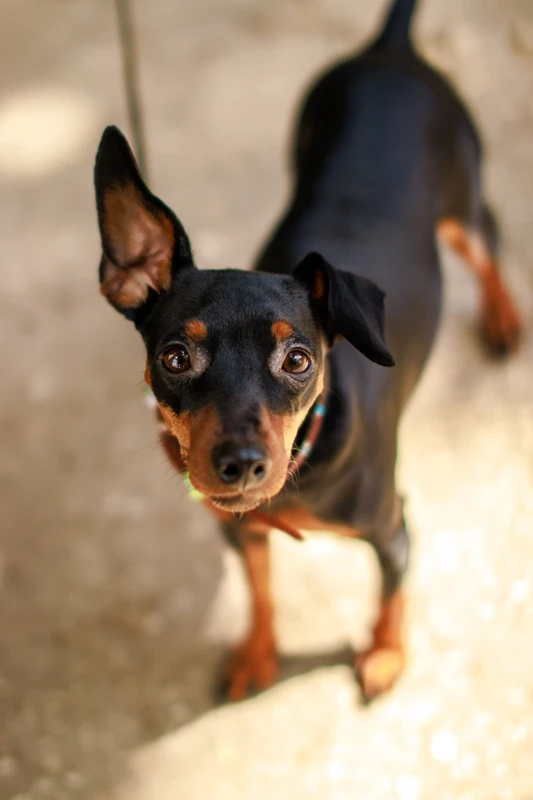 Zwergpinscher