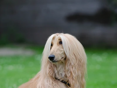 Sabueso afgano