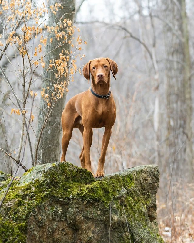 Kurzhaariger Ungarischer Vorstehhund (Vizsla)