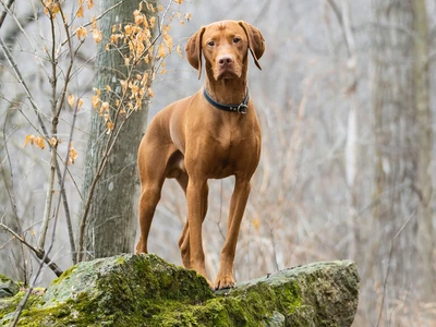 Kurzhaariger Ungarischer Vorstehhund (Vizsla)