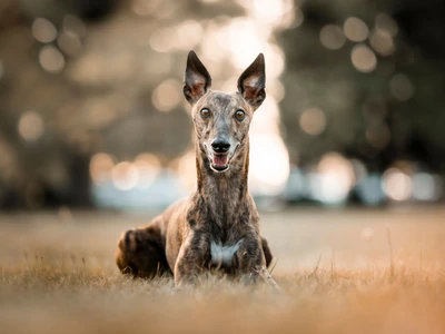 Greyhound