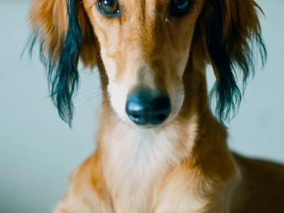 Saluki