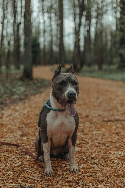Staffordshire terrier americano