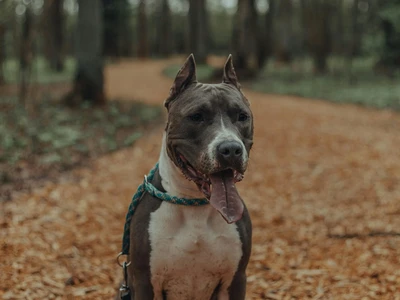 Staffordshire terrier americano