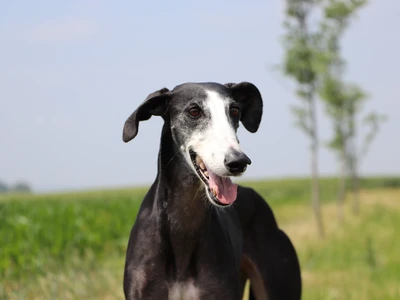 Spanish Greyhound