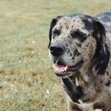 Perro leopardo de Catahoula