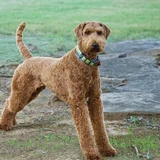 Terrier de Airedale