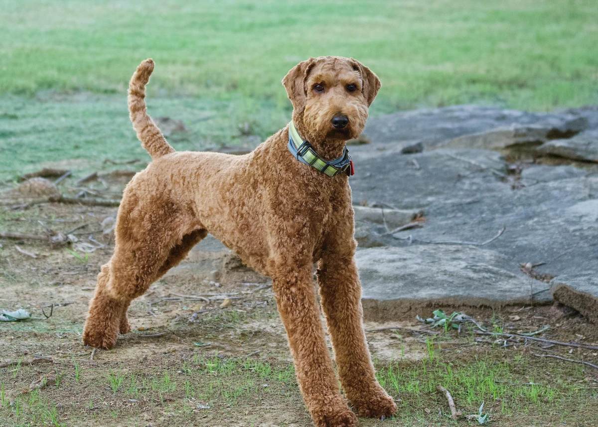 Airedale Terrier