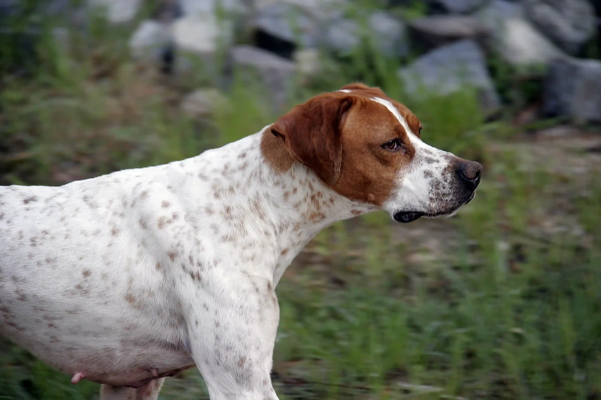 Black and Tan Coonhound