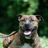 Staffordshire terrier americano