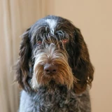 Spinone italiano