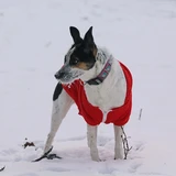 Terrier rata