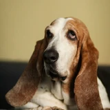 Basset hound