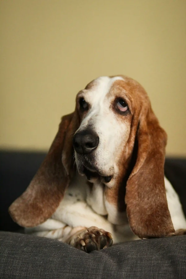 Basset Hound