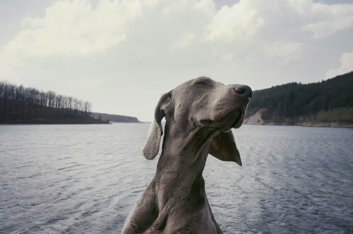 Weimaraner