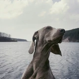 Weimaraner