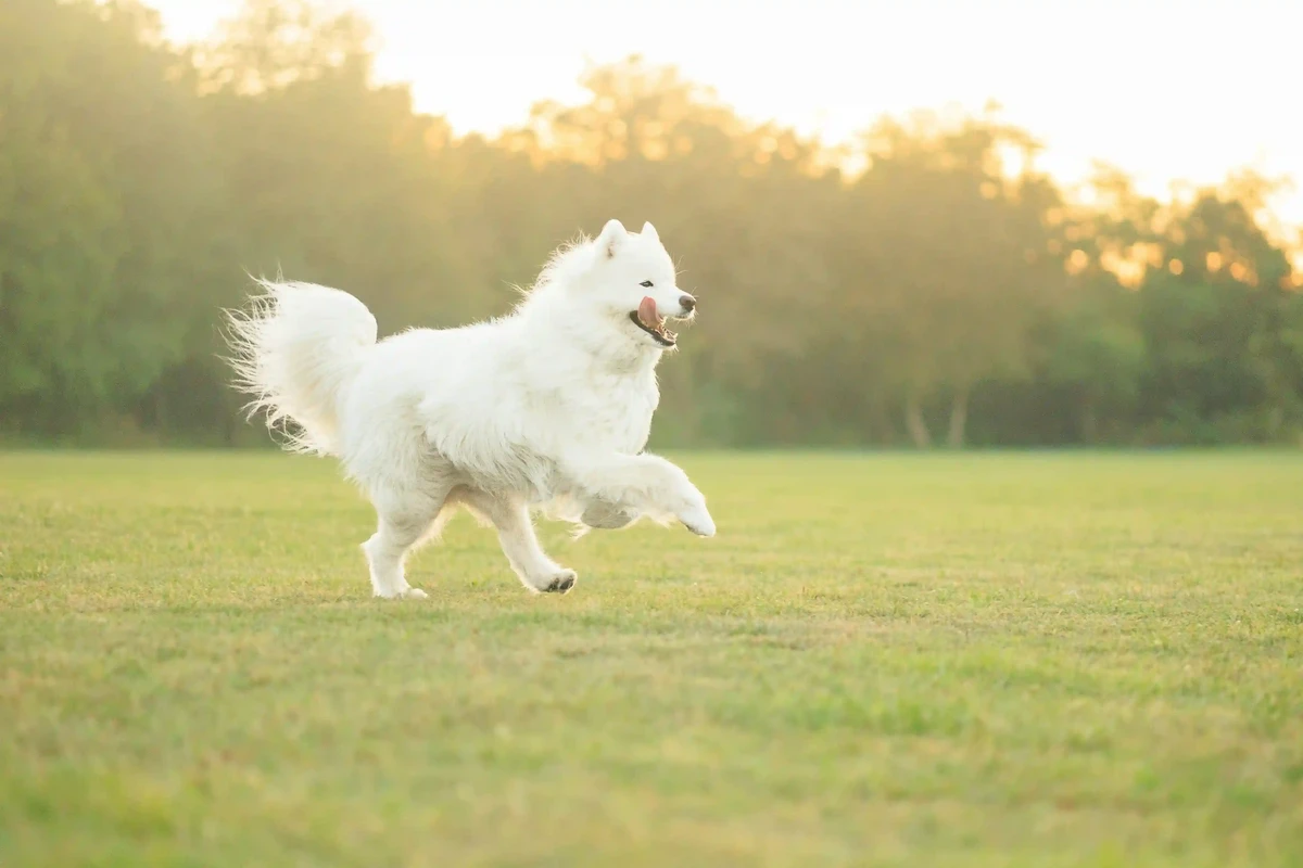 Samoyed