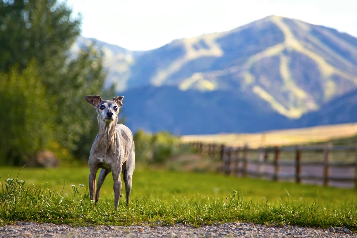 Italian Sighthound
