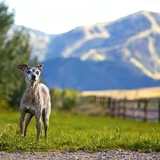 Galgo italiano