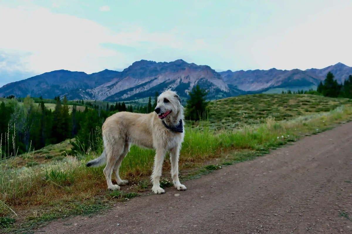 Irish Wolfhound