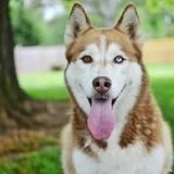 Husky siberiano