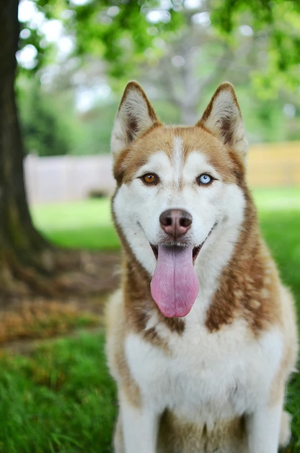 Siberian Husky