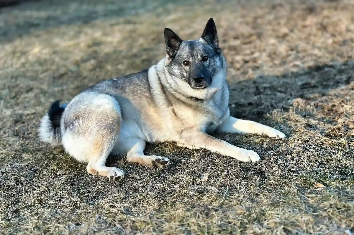 Norwegian Elkhound Grey