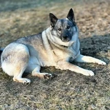 Elkhound noruego gris