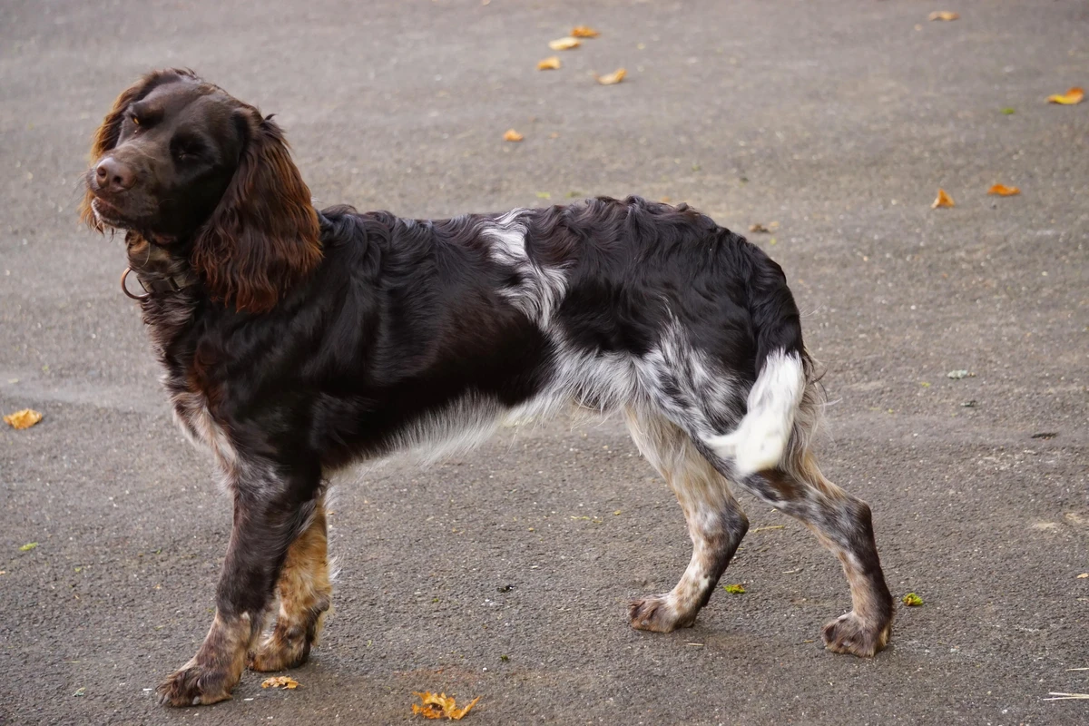 German Spaniel