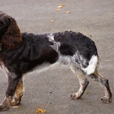 German Spaniel