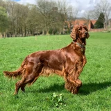 Irischer Setter