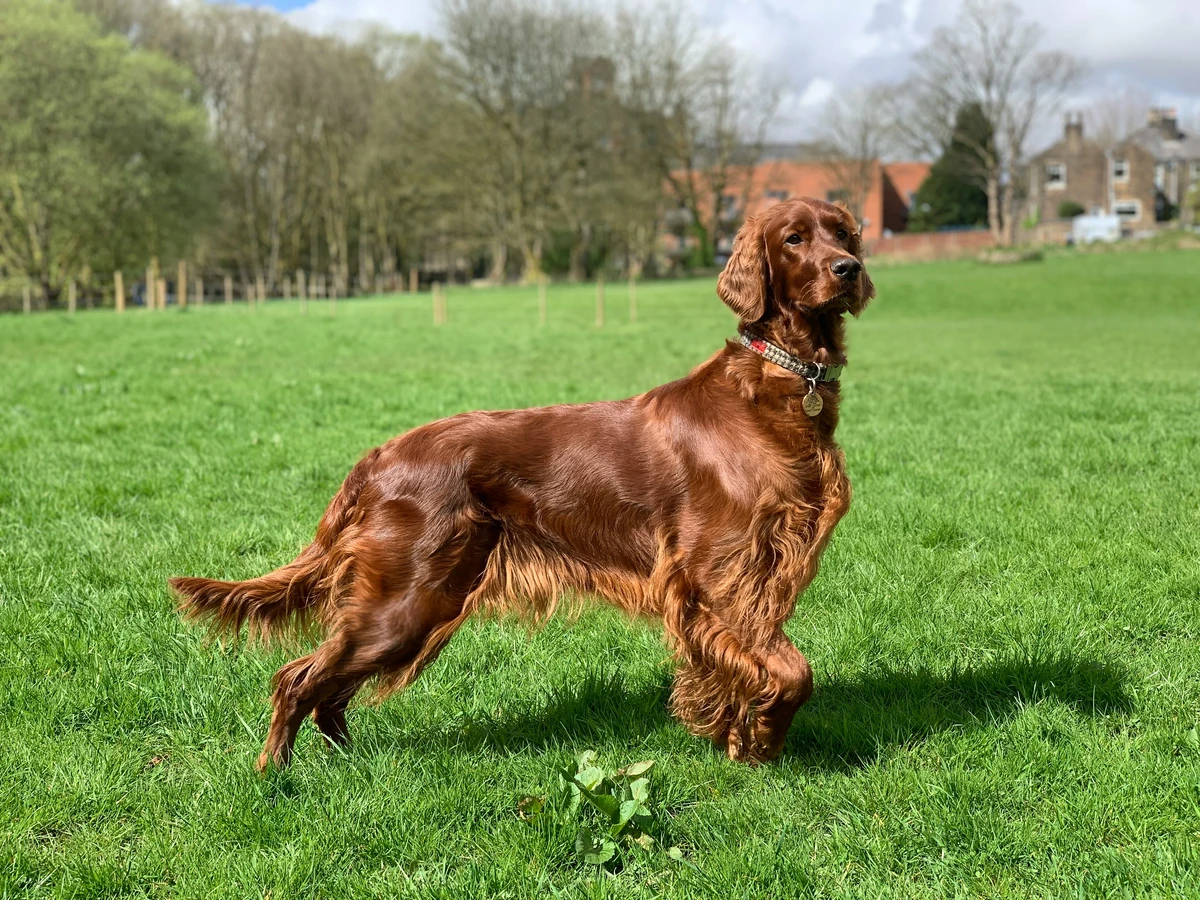 Irischer Setter
