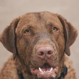 Chesapeake Bay Retriever