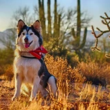 Malamute de Alaska