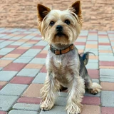 Terrier yorkshire