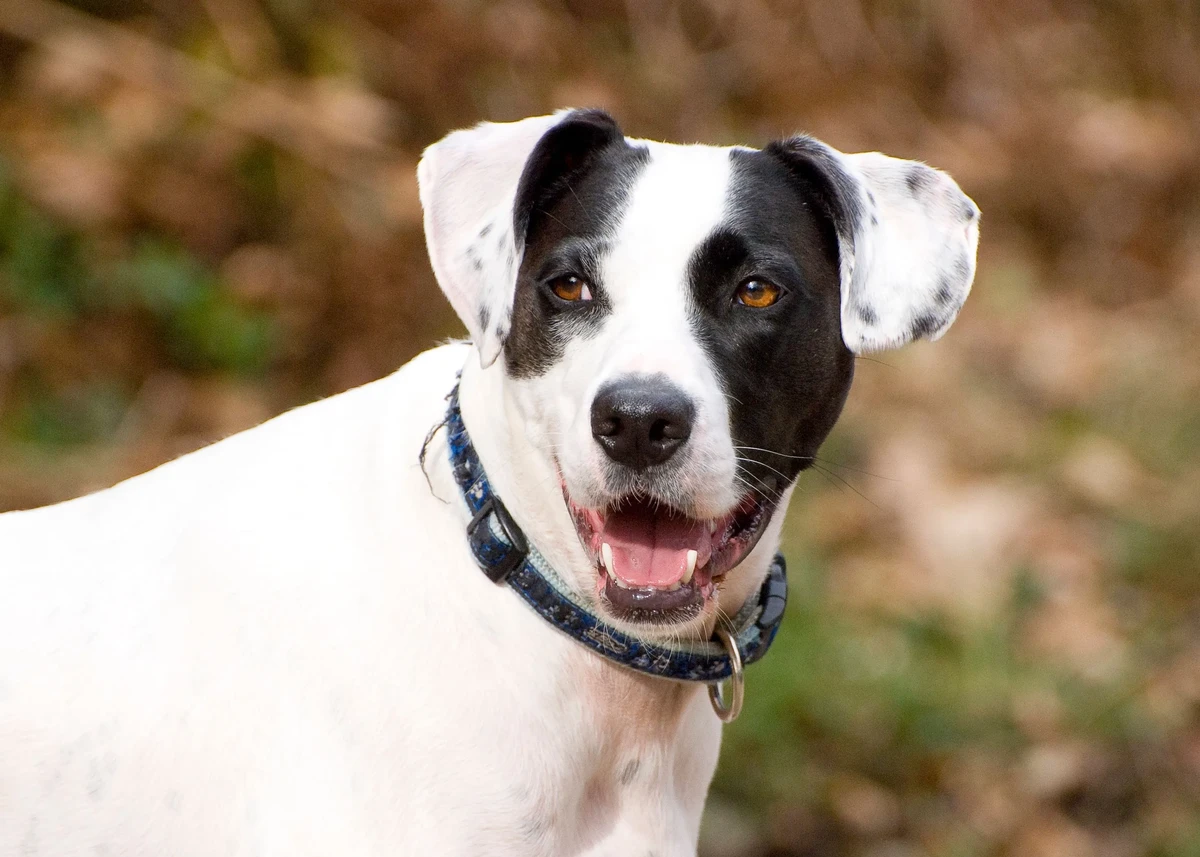 Englischer Pointer