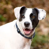 Englischer Pointer