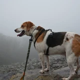 Coonhound treeing walker