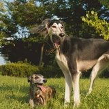 Saluki