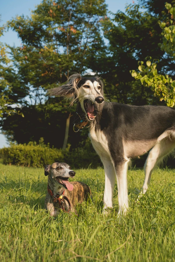 Saluki