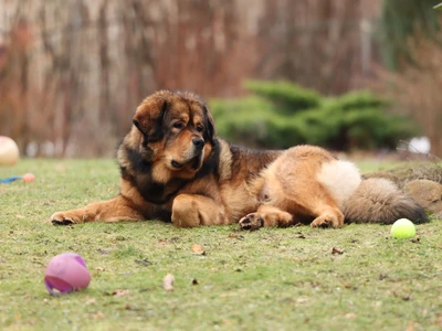 Tibetan Mastiff
