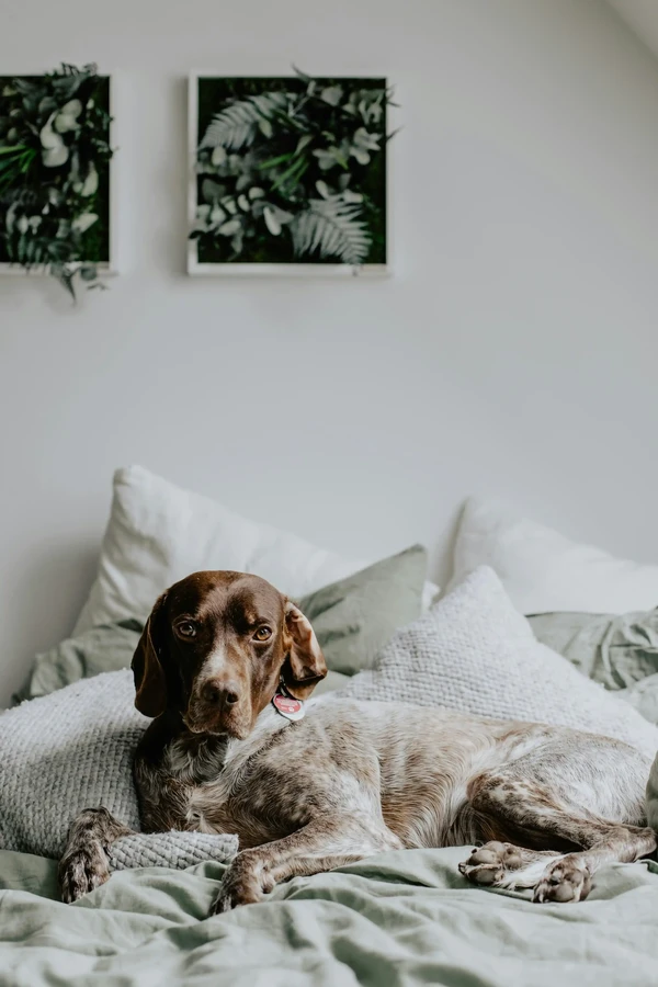 German Shorthaired Pointer