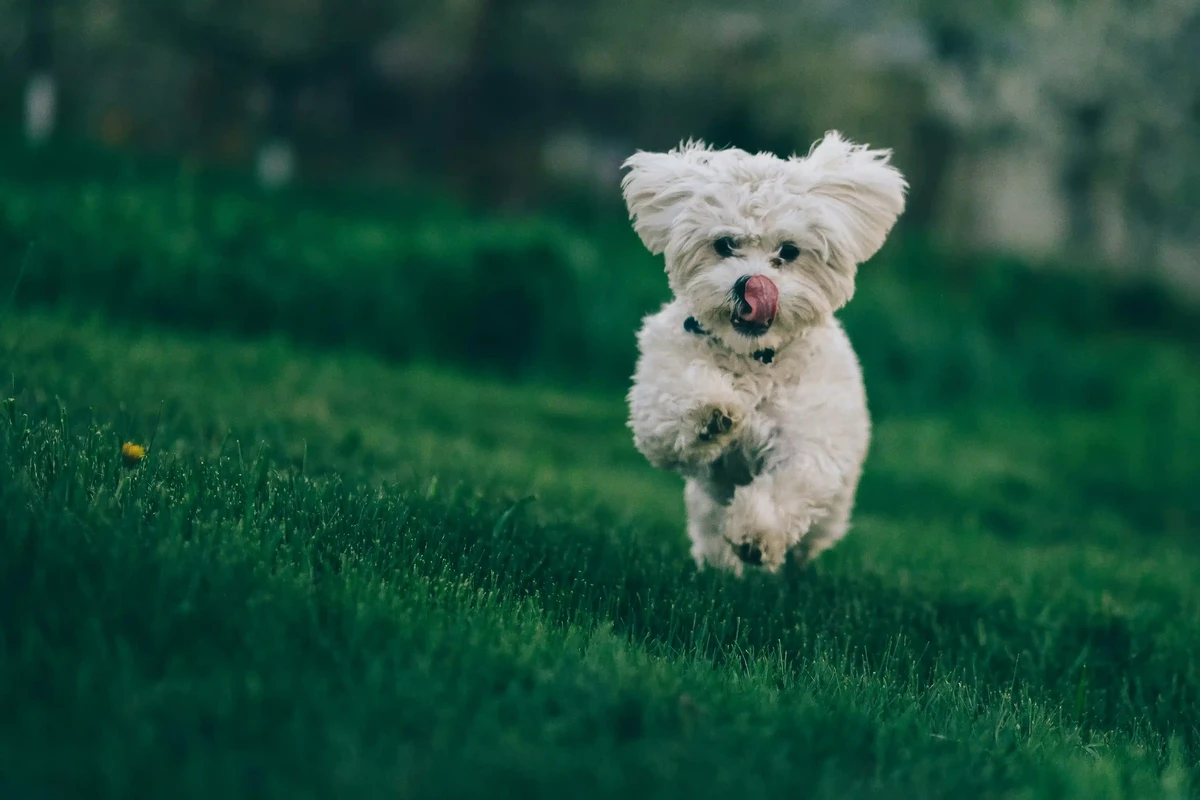 Bichon Frise