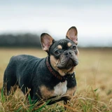 Bulldog francés