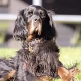 Gordon Setter