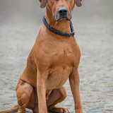 Rhodesian Ridgeback