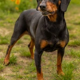 Sabueso eslovaco