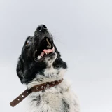 Friesische Vorstehhund