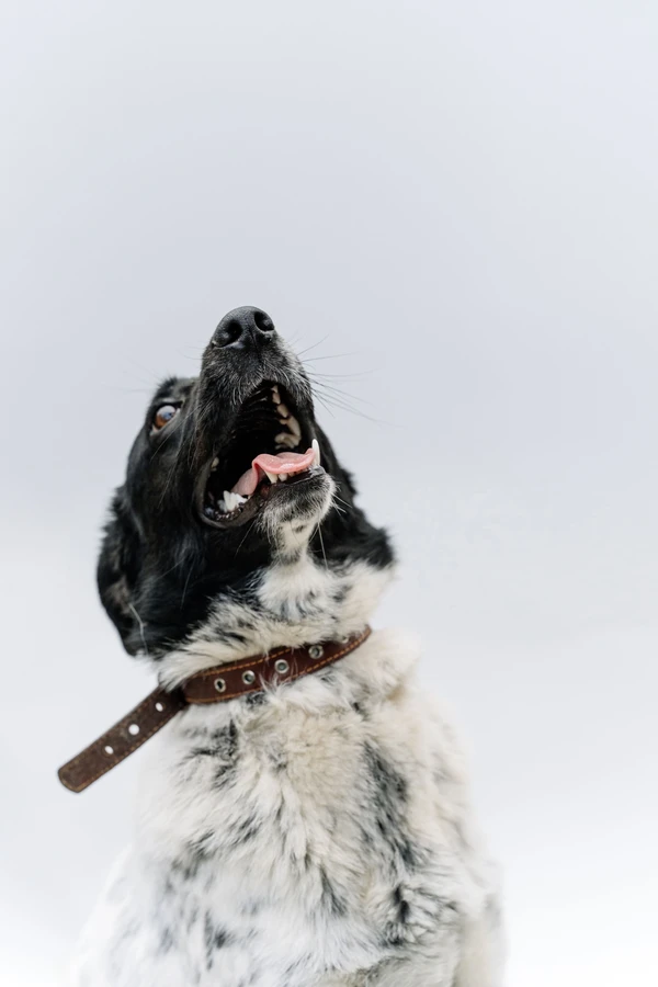 Friesische Vorstehhund